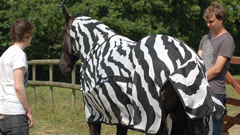 ScienceShot: Why the Zebra Has Its Stripes .